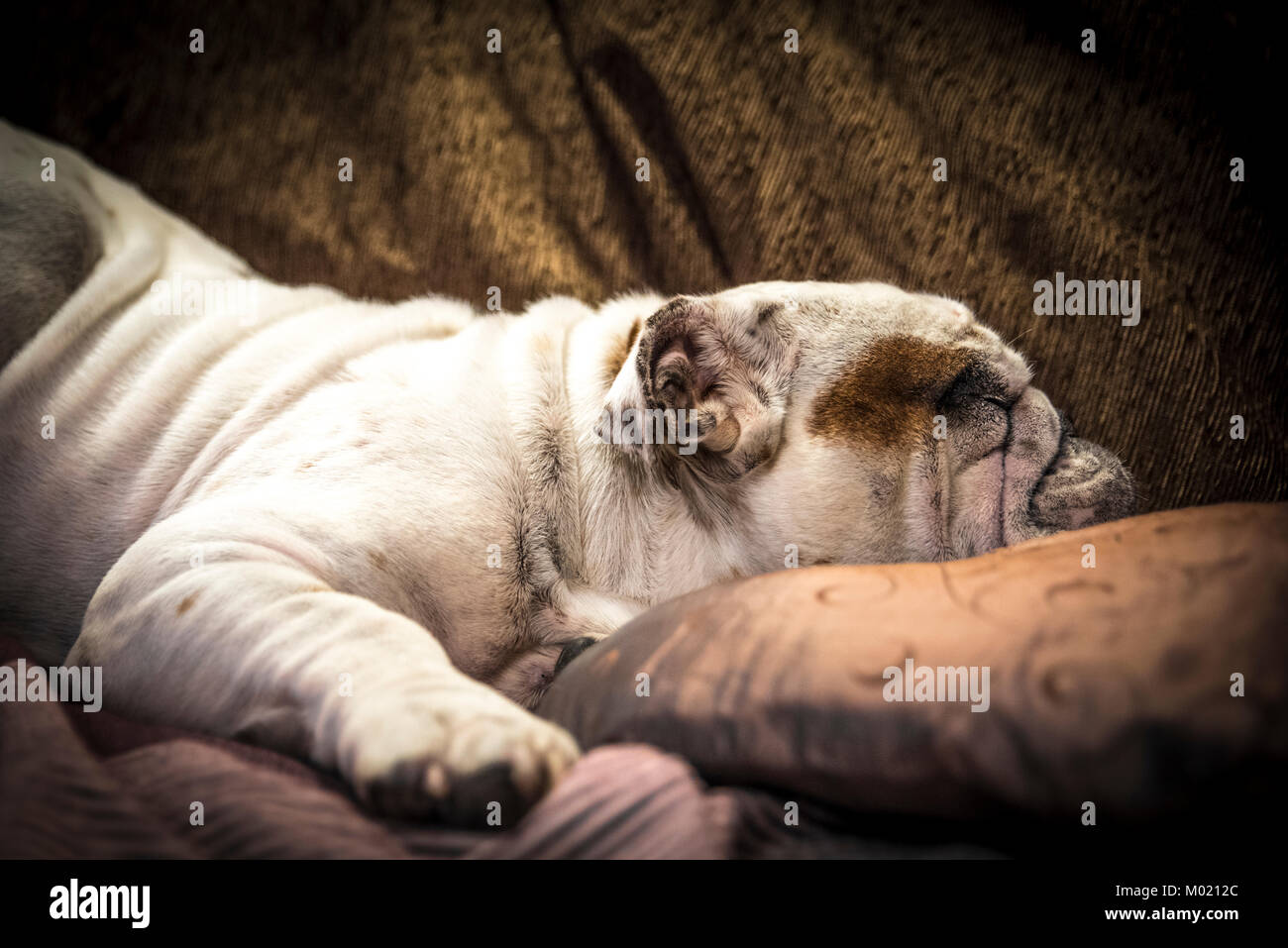 Englische Bulldogge Hund schläft auf dem Sofa mit seinen falten Eigenschaften Stockfoto