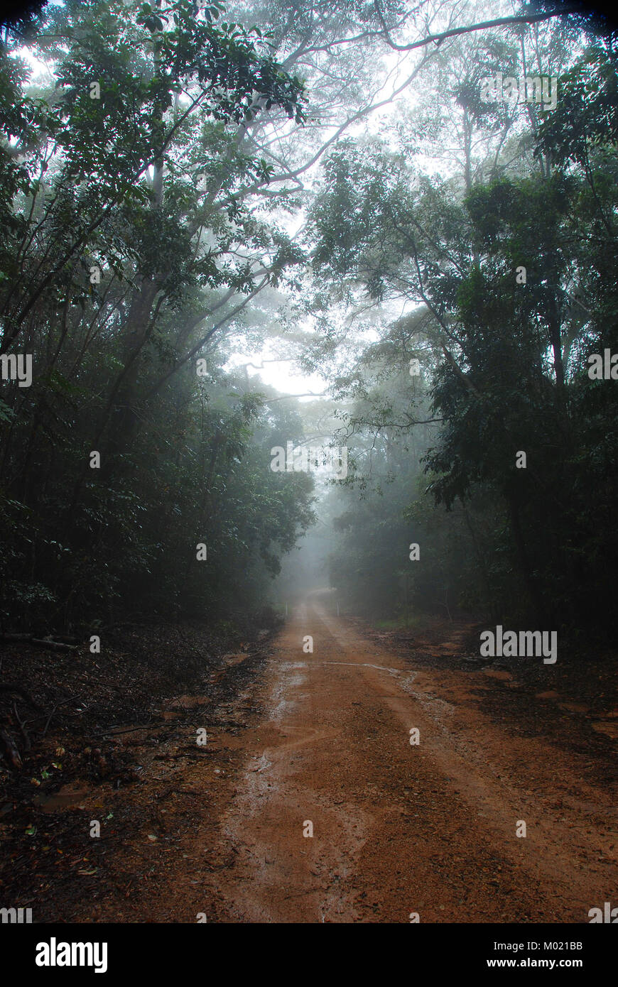 Nebel auf Feldweg am Mt Spec; Paluma Range National Park; North Queensland Australien Stockfoto