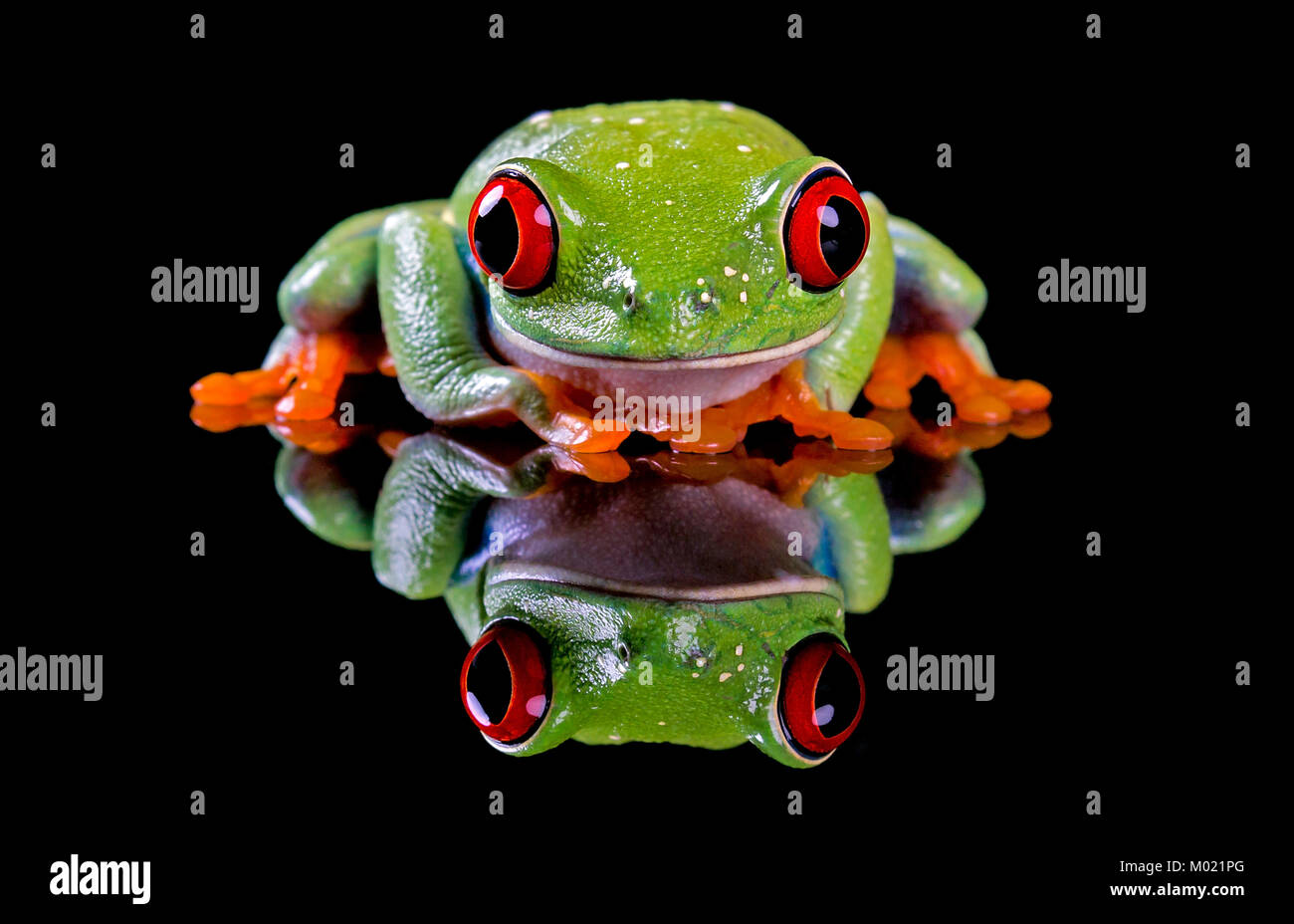 Ein niedliches Red Eyed Tree Frog, geduckt und Suchen schüchtern, mit einem glänzenden Reflexion und schwarze Kopie Raum. Mit. Stockfoto