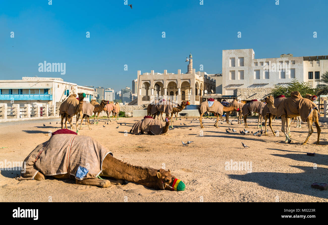 Kamelmarkt in Souq Waqif in Doha, Katar Stockfoto