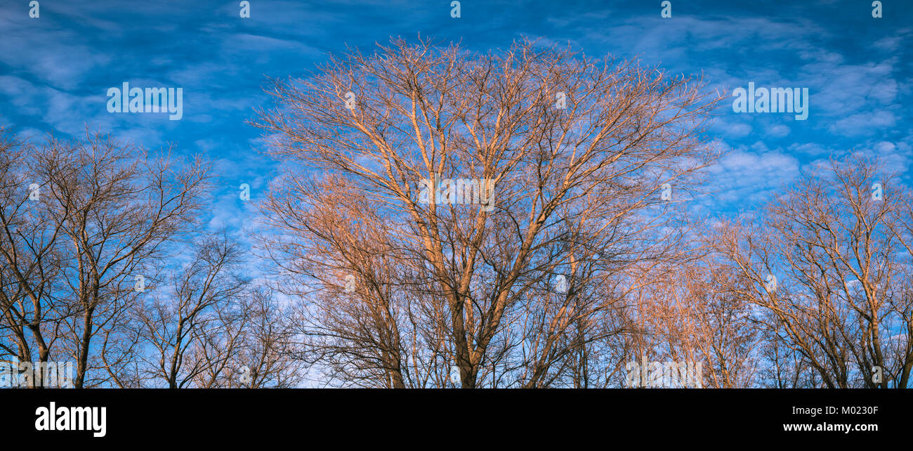 Panoramablick auf die Landschaft von Orange Sonne beleuchteten Bäume auf blauer Himmel mit Wolken Stockfoto