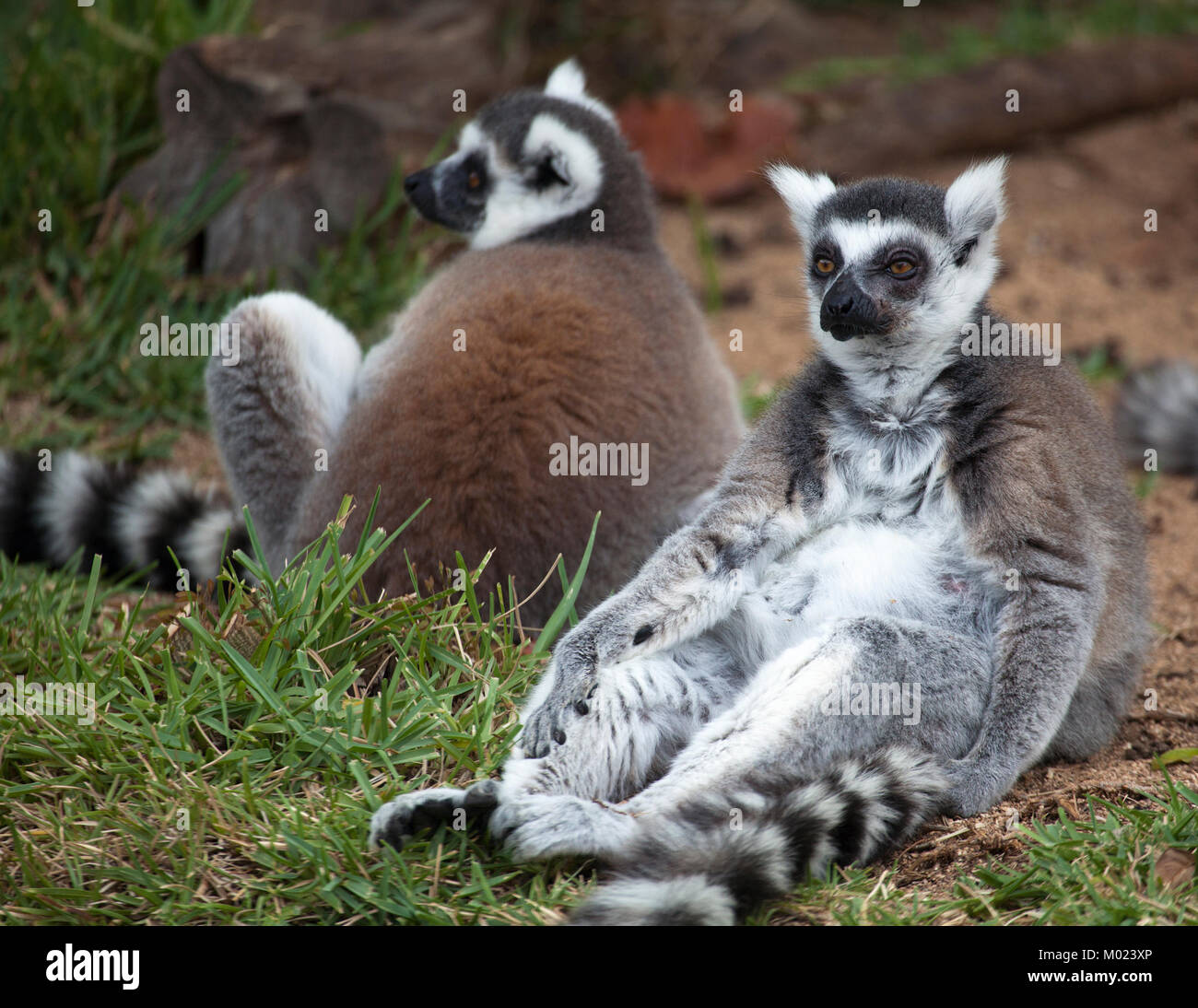 Lemur catta (Ringschildkröten), die auf dem Boden sitzen Stockfoto
