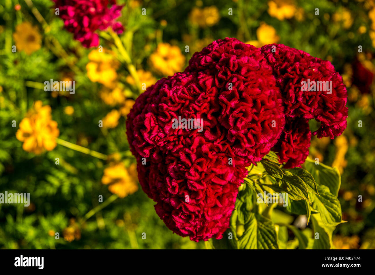 CORDOBA, Andalusien/Spanien - 14. OKTOBER 2017: rote Blume Stockfoto