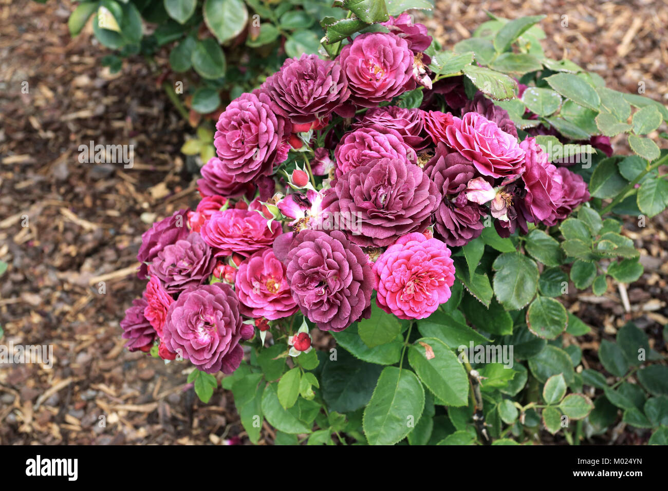 Ebbe Rosen in voller Blüte. Stockfoto