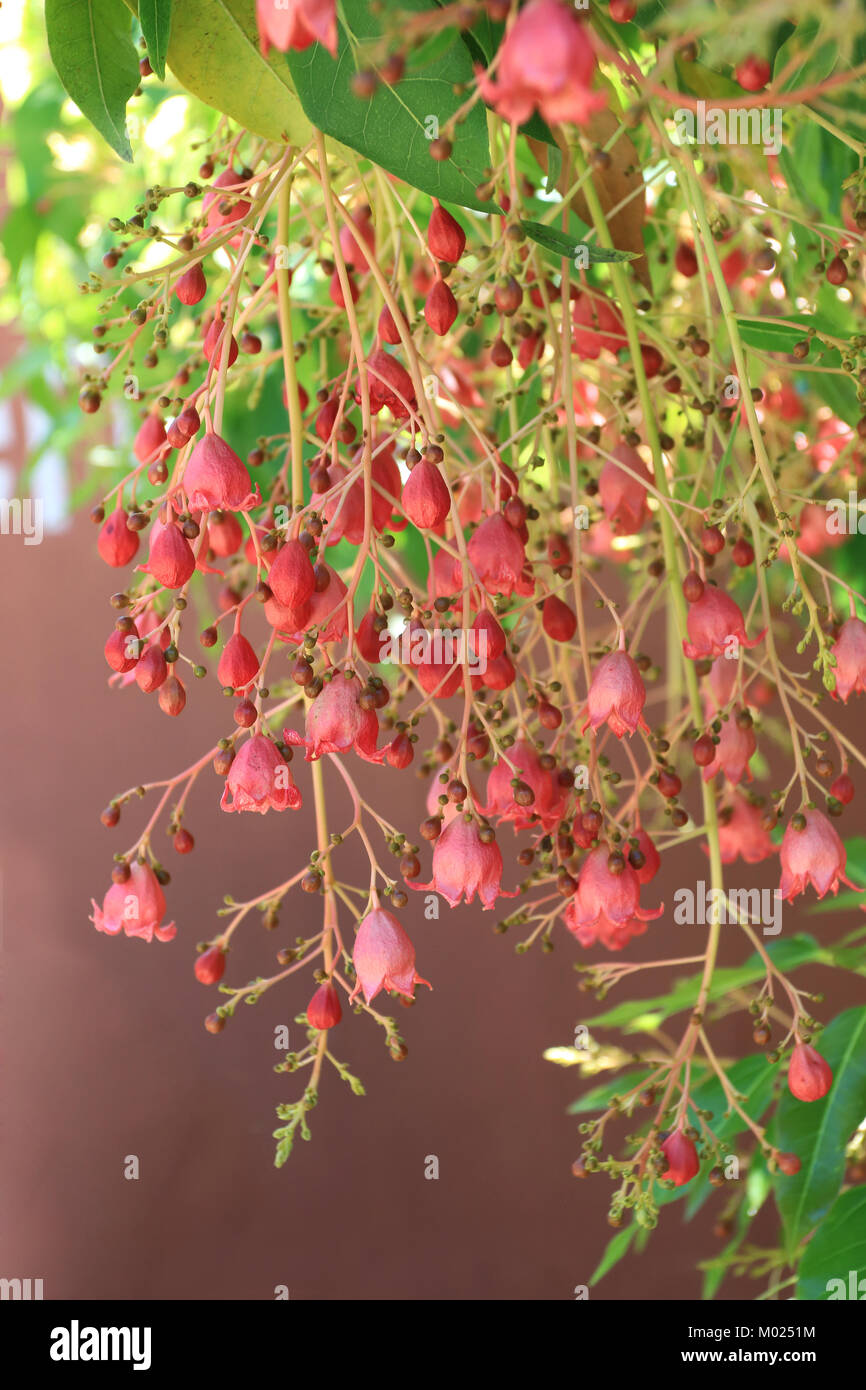 Nahaufnahme von Brachychiton populneus x Jerilderie acerifolius 'Rot' Blumen Stockfoto