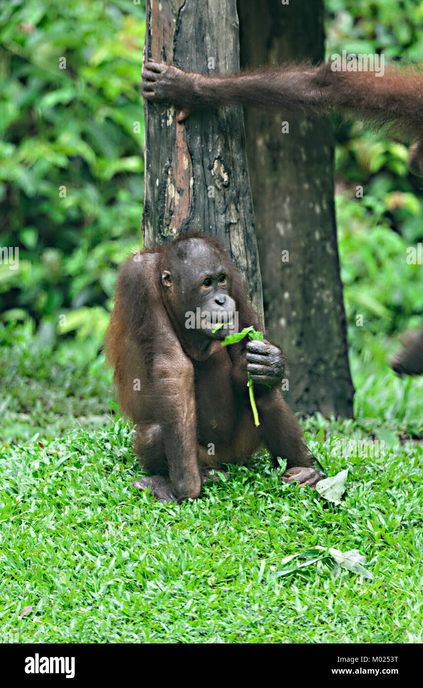 Junge Orang-Utan-Fütterung in der Baumschule, Sepilok Rehabilitation Centre, Borneo, Sabah, Malaysia Stockfoto