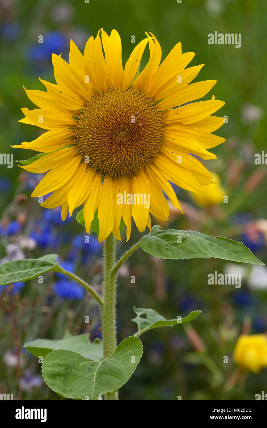 Sonnenblume, Sonnenblumen, Helianthus annuus, gemeinsame Sonnenblume Stockfoto