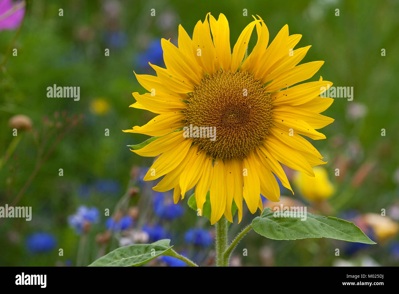 Sonnenblume, Sonnenblumen, Helianthus annuus, gemeinsame Sonnenblume Stockfoto