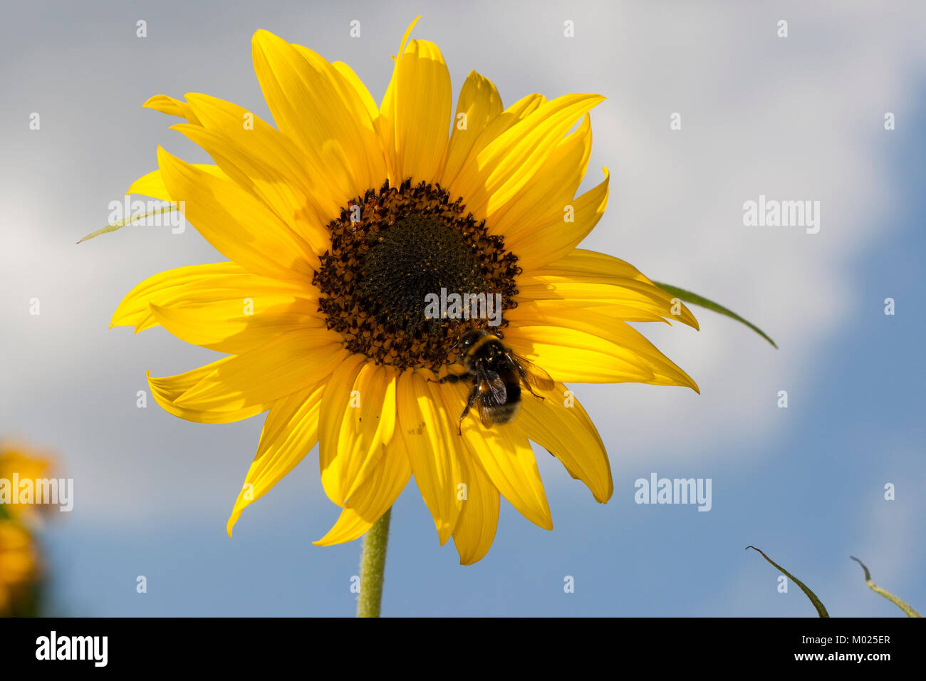 Sonnenblume, Helianthus annuus, gemeinsame Sonnenblume Stockfoto