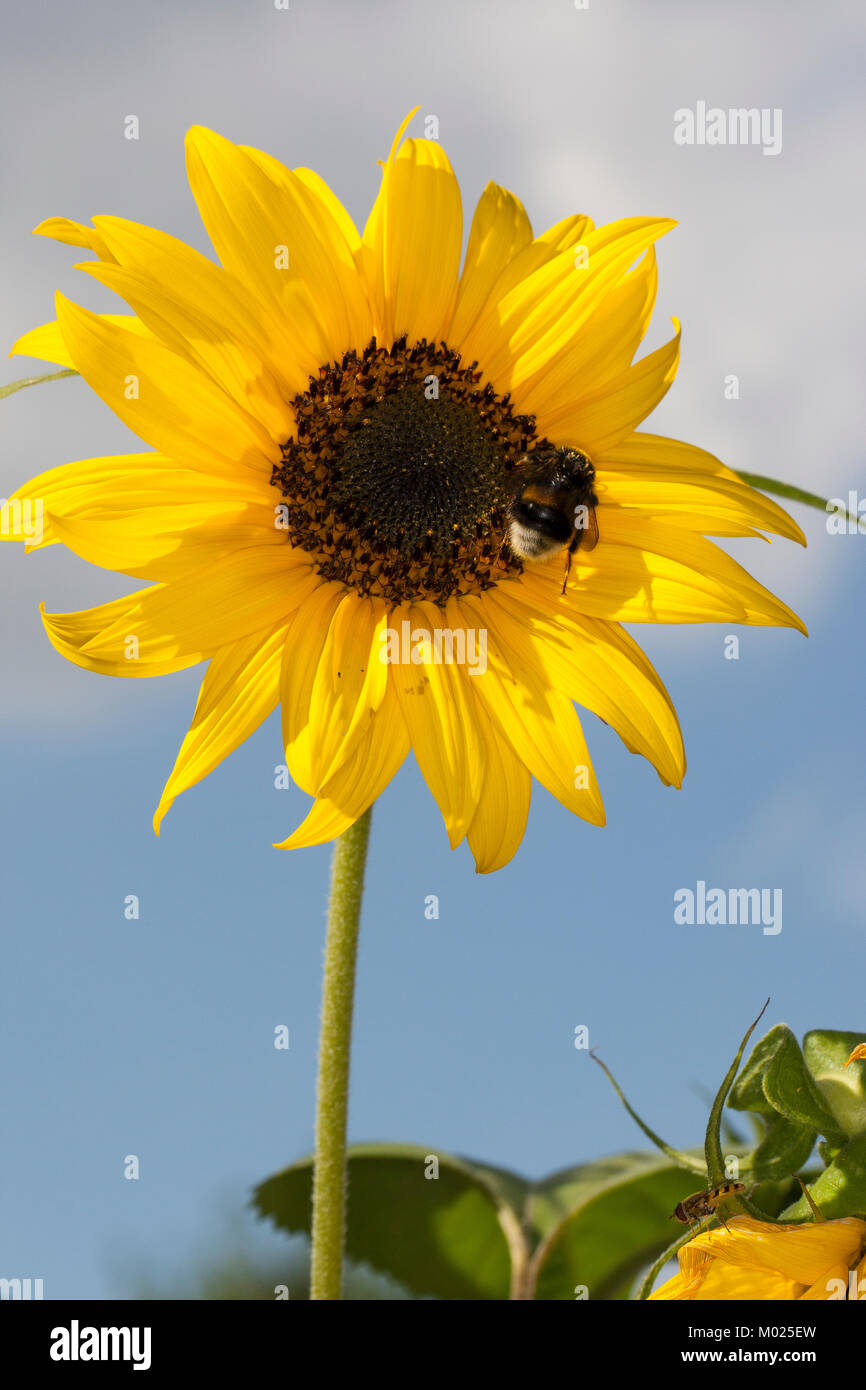 Sonnenblume, Helianthus annuus, gemeinsame Sonnenblume Stockfoto