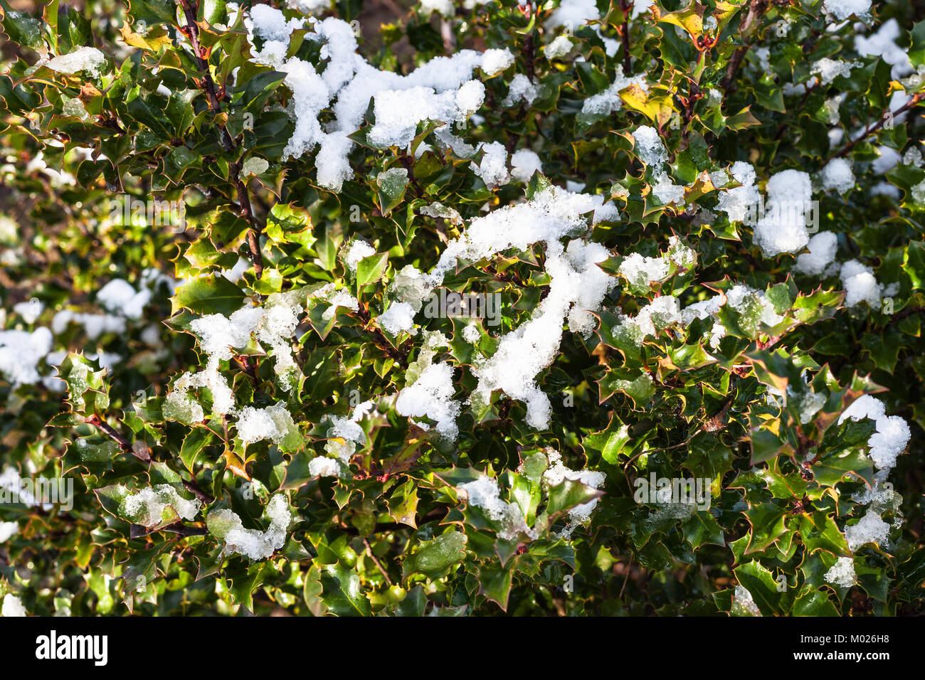 Schmelzender Schnee auf grüne Blätter der Stechpalme Bush im Winter Stockfoto