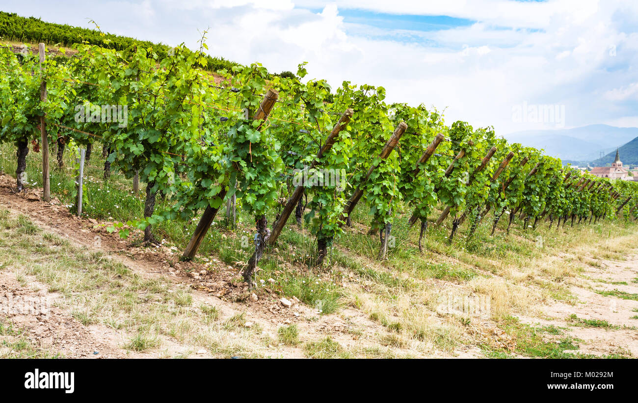 Reisen nach Frankreich - grüner Weinberg auf einem Hügel in der Region der Elsässer Weinstraße im Sommer Tag Stockfoto