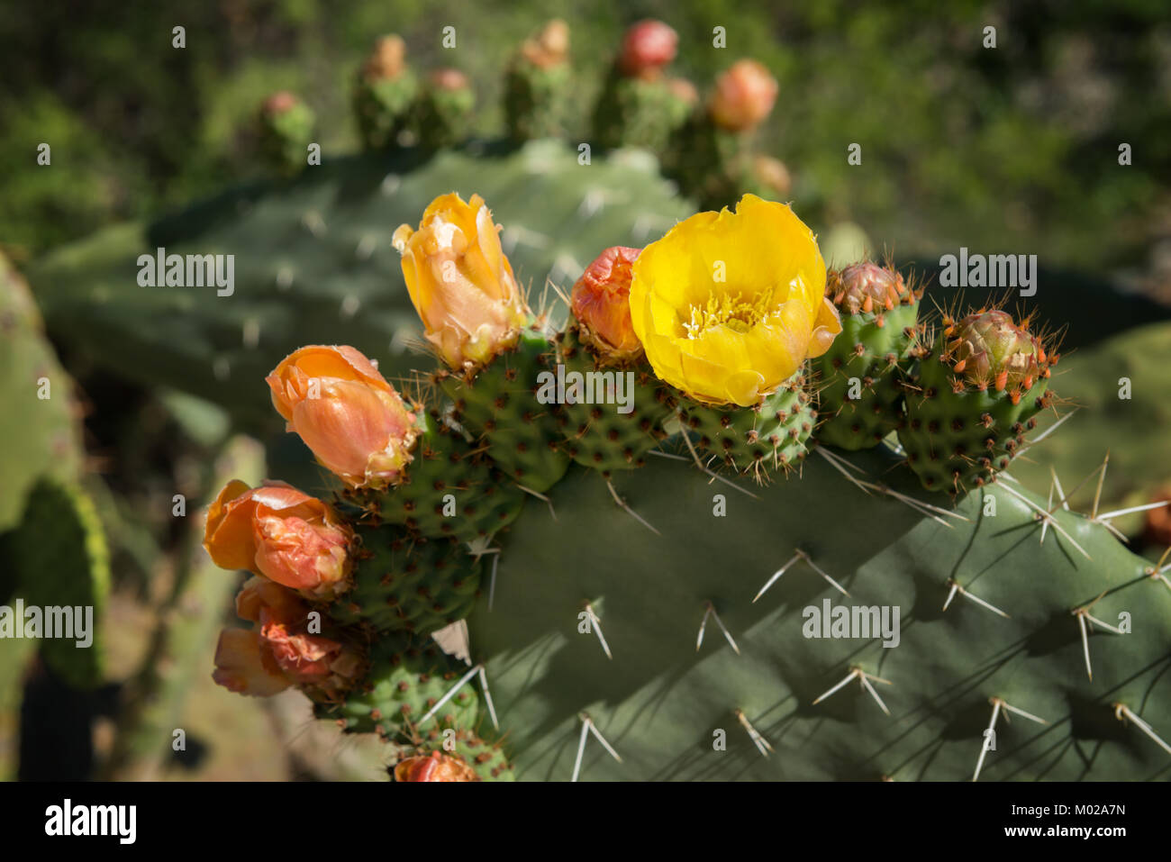 Feigenkakteen mit orangefarbenen und gelben Blüten. Stockfoto