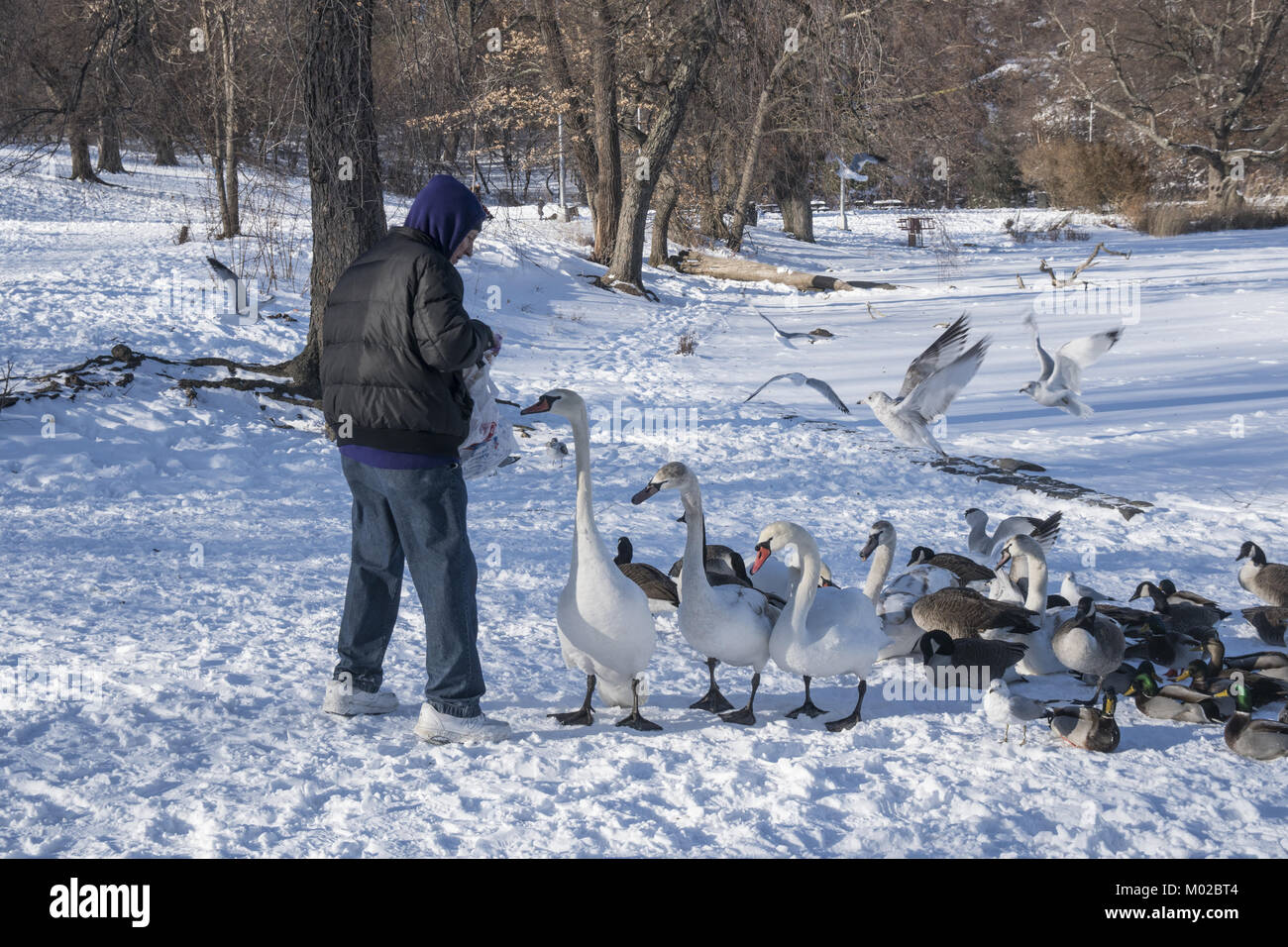 Man feeds Gänse und Schwäne im Winter in Prospect Park, wenn Nahrung ist hart, vorbei zu kommen. Brooklyn, New York. Stockfoto