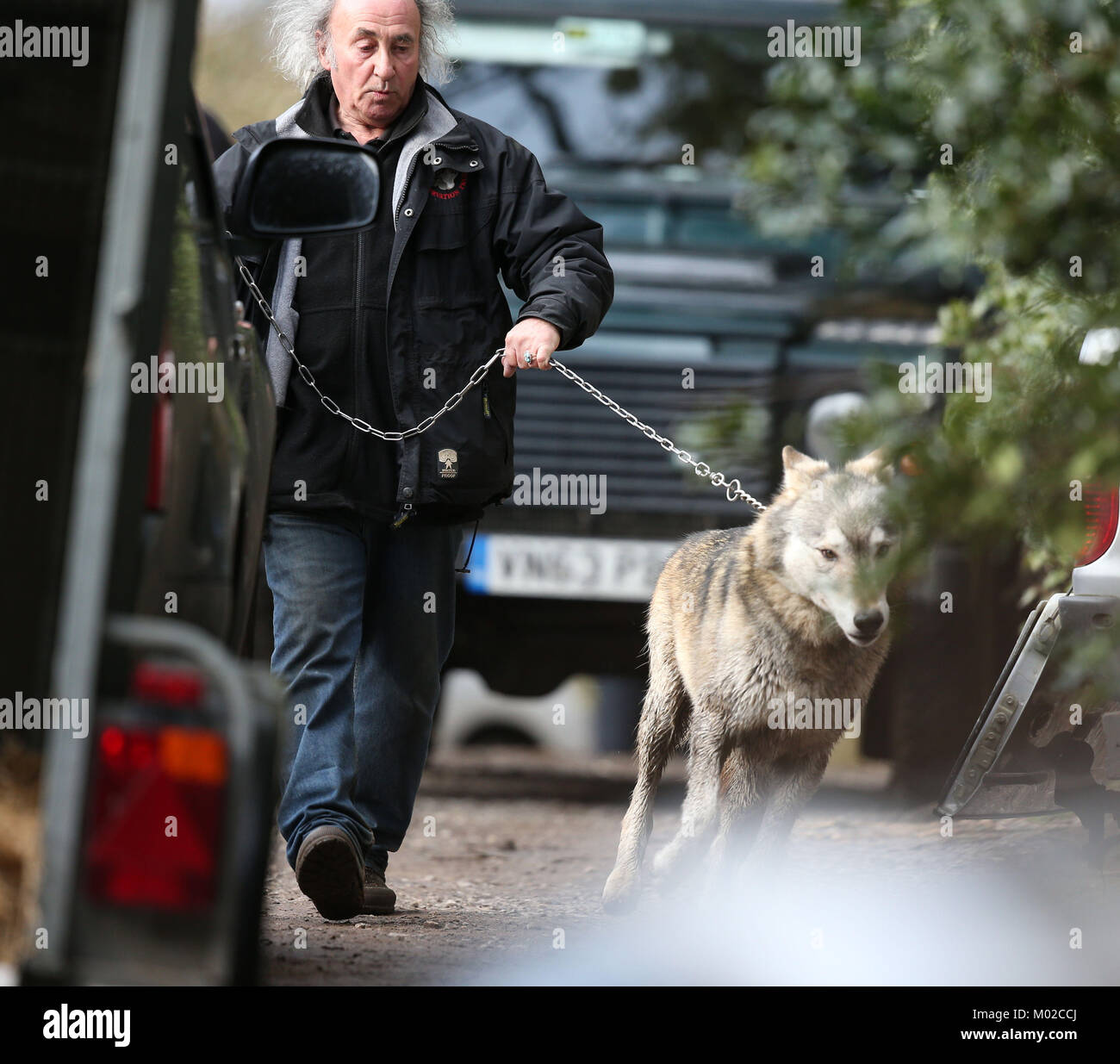 Zurück auf der Leitung... der Wolf, aus dem Vereinigten Königreich Wolf Conservation Trust Räumlichkeiten in der Lesung entgangen ist Leitung durch einen Handler in einem Anhänger platziert werden. Stockfoto Zurück auf der Leitung... der Wolf, aus dem Vereinigten Königreich Wolf Conservation Trust Räumlichkeiten in der Lesung entgangen ist Leitung durch einen Handler in einem Anhänger platziert werden. Stockfoto