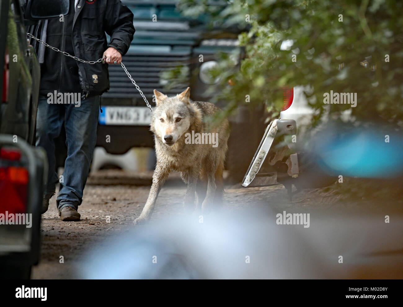 Zurück auf der Leitung... der Wolf, aus dem Vereinigten Königreich Wolf Conservation Trust Räumlichkeiten in der Lesung entgangen ist Leitung durch einen Handler in einem Anhänger platziert werden. Stockfoto Zurück auf der Leitung... der Wolf, aus dem Vereinigten Königreich Wolf Conservation Trust Räumlichkeiten in der Lesung entgangen ist Leitung durch einen Handler in einem Anhänger platziert werden. Stockfoto