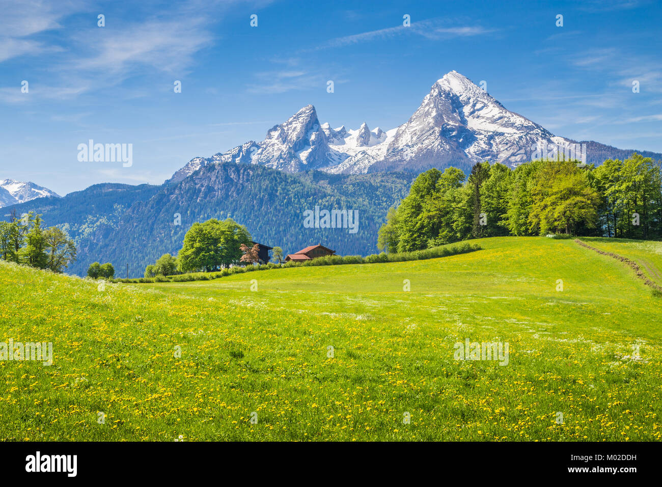 Idyllische Landschaft in den Alpen mit frischen grünen Wiesen und blühenden Blumen und schneebedeckten Bergspitzen im Hintergrund, Nationalpark Berchtesgaden Stockfoto