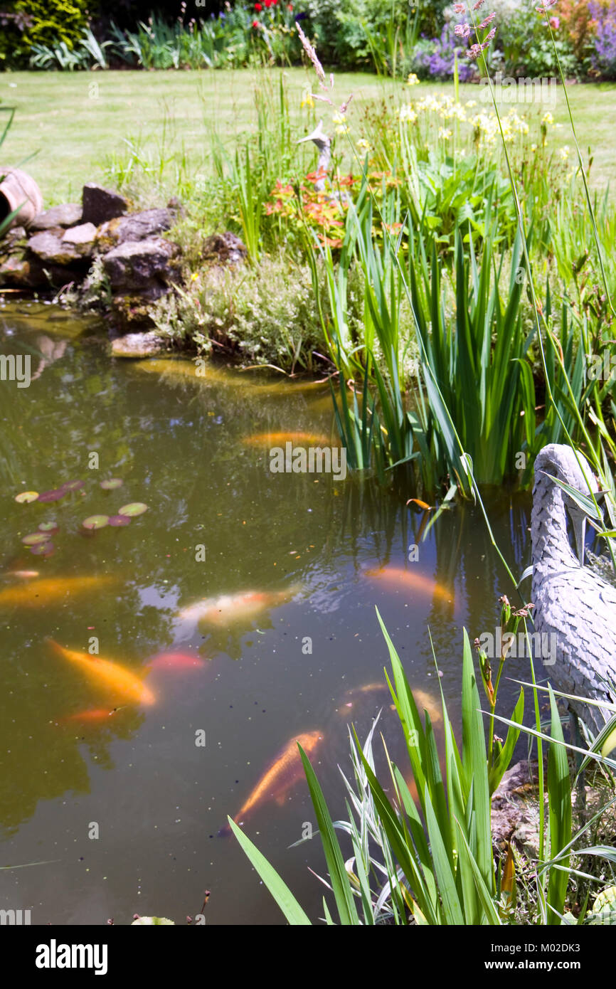 Farbiger koi karpfen Fotos und Bildmaterial in hoher Auflösung Alamy
