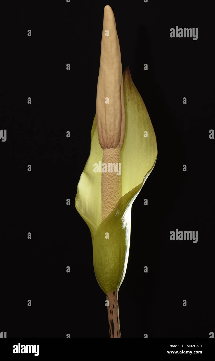 Amorphophallus hybrid. Amorphophallus Amorphophallus krausei