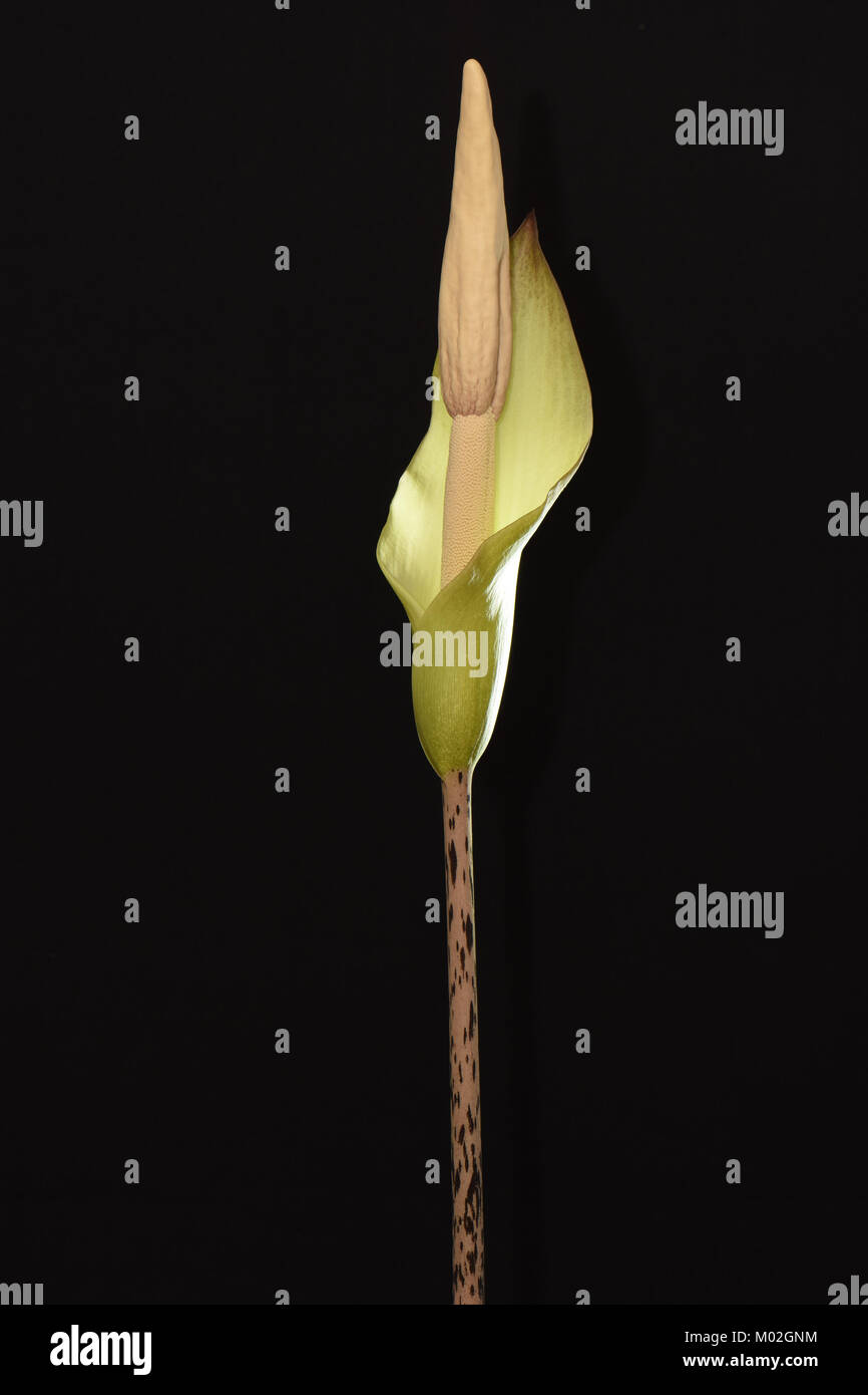 Amorphophallus hybrid. Amorphophallus Amorphophallus krausei