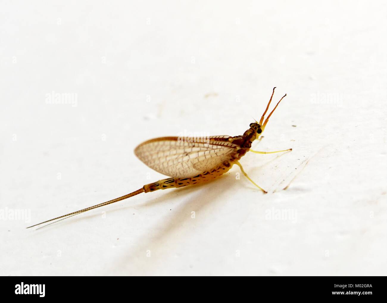 Eine kleine fliegende Insekten gesehen an einer Wand in Matale, Sri Lanka Stockfoto