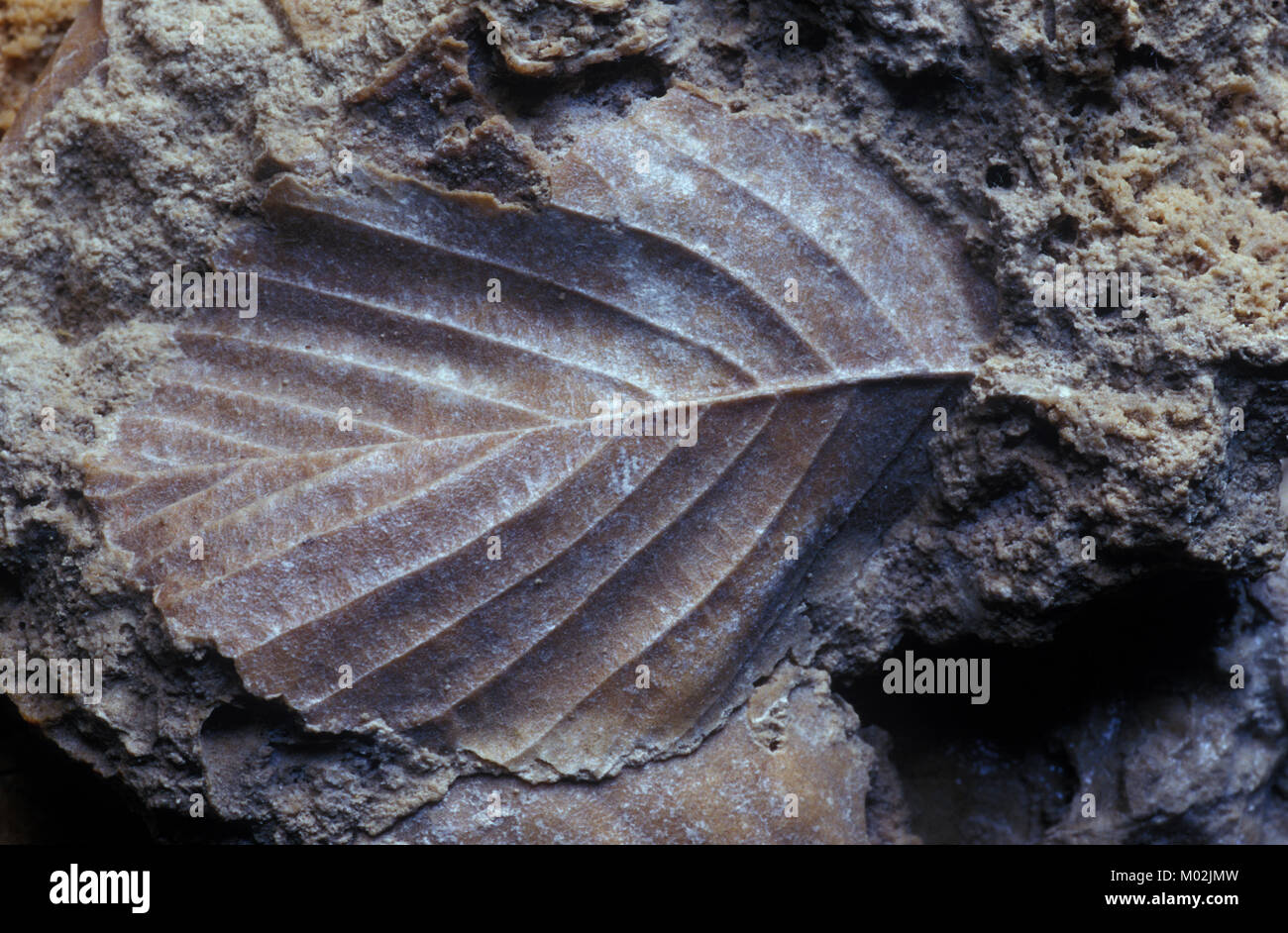Fossil, Hojas de angiosperma Mioceno GUADALAJARA Stockfoto
