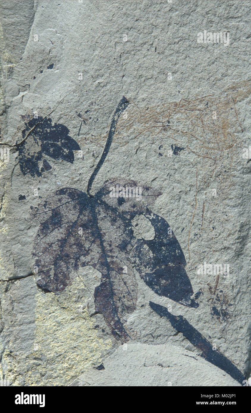 Fossil, Acer vindobonensis Angiosperma CRETÁCICO Stockfoto