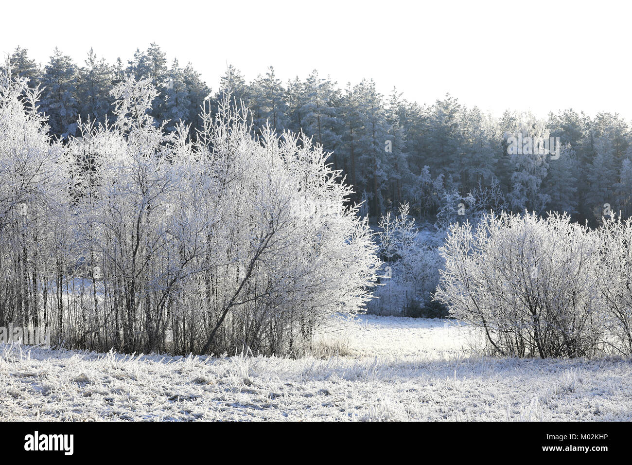 Weiß Winter tag Landschaft mit Raureif auf den Bäumen und Gras. Stockfoto