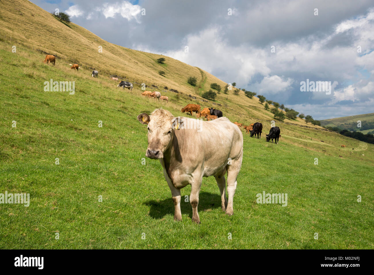 Bereich der Kühe mit jungen Kälbern in der Nähe von Hayfield in Derbyshire, England an einem sonnigen Sommertag. Stockfoto