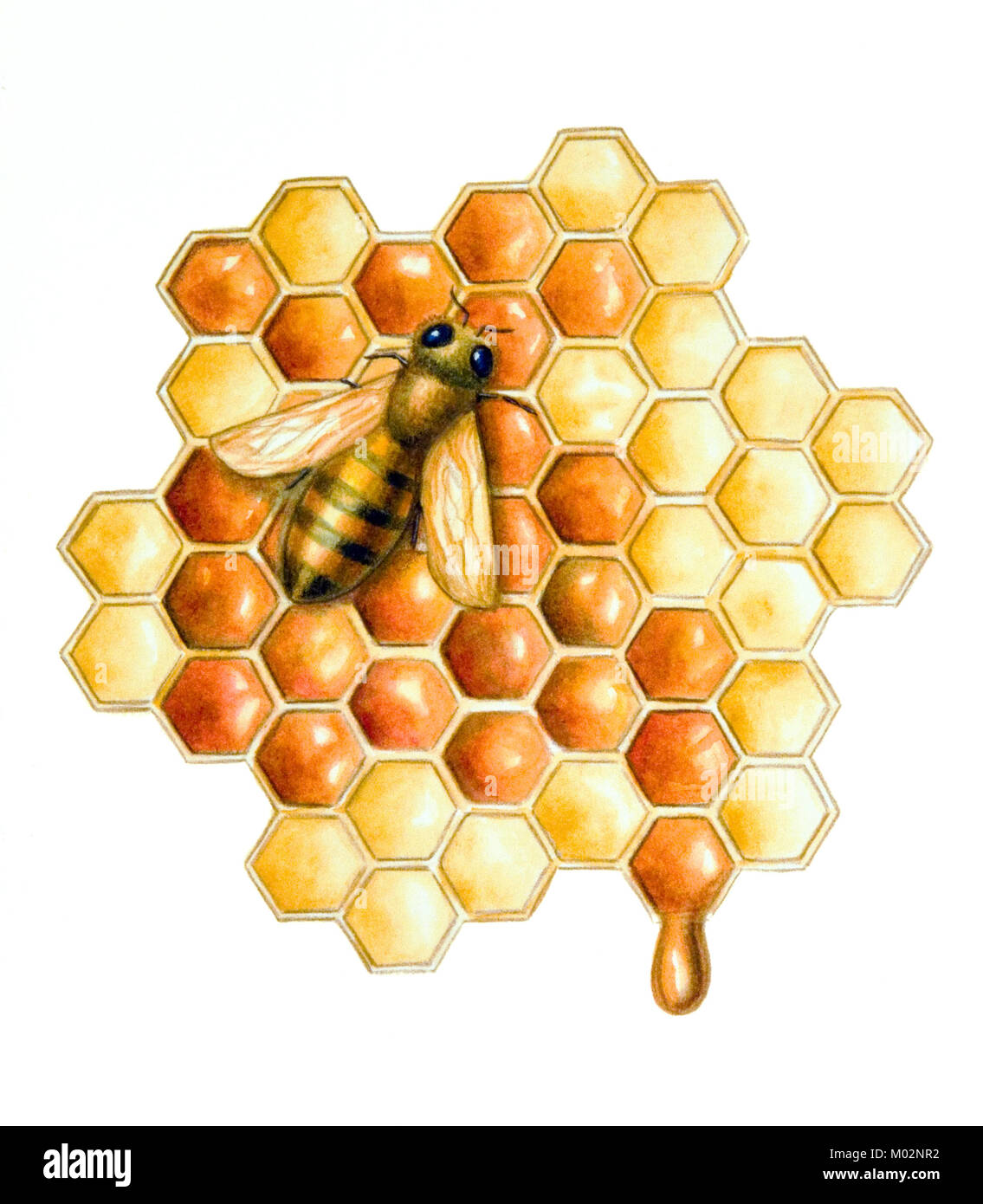 Eine Biene Fullen Der Hive Zellen Mit Frischem Honig Hand Gemalte Abbildung Stockfotografie Alamy