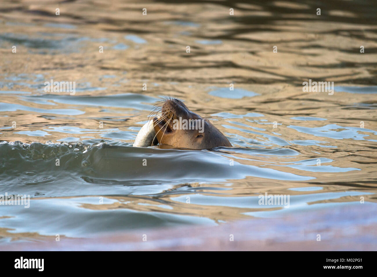 Dichtung der Verzehr von Fisch in Wasser - Gemeinsame Dichtung stossen oben auf seinen Kopf aus dem Wasser in der Nähe der Wasser essen ein Fisch in Hunstanton, Großbritannien Stockfoto