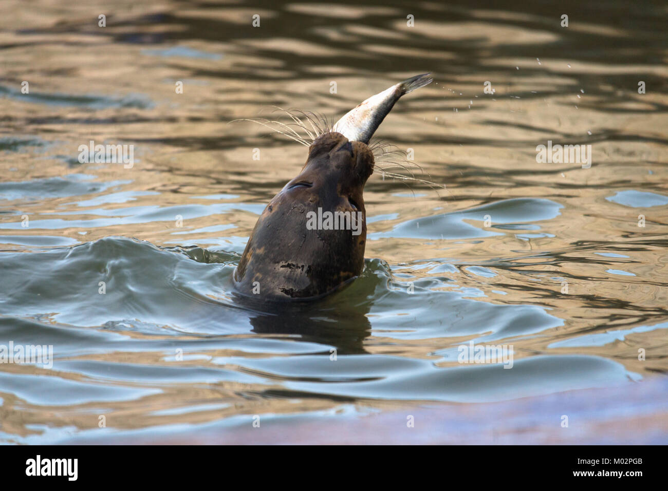 Dichtung der Verzehr von Fisch in Wasser - Gemeinsame Dichtung stossen oben auf seinen Kopf aus dem Wasser in der Nähe der Wasser essen ein Fisch in Hunstanton, Großbritannien Stockfoto