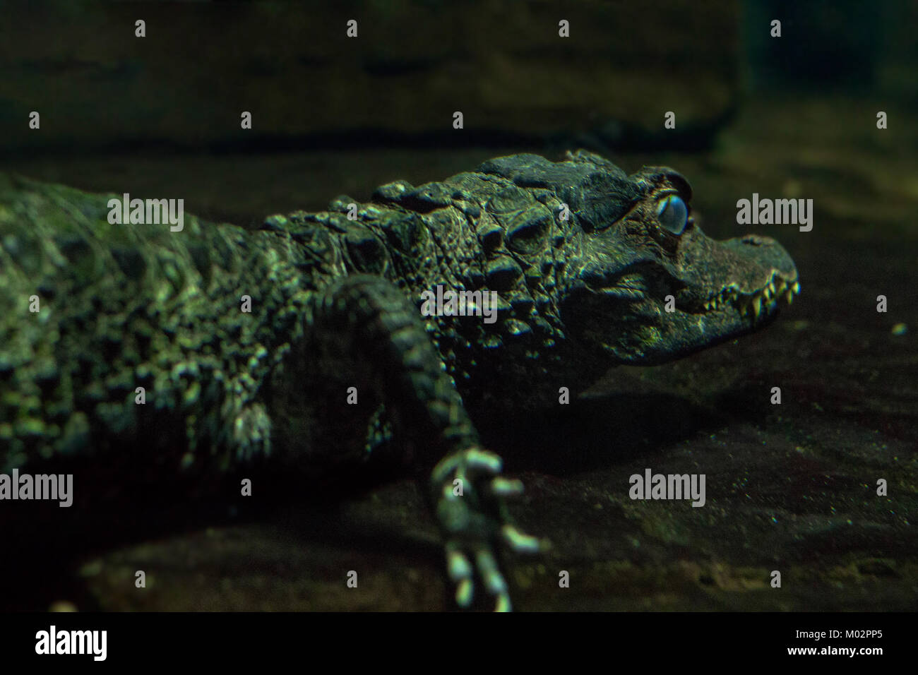 Unterwasser - Krokodil Krokodil Wandern zu Fuß auf den Boden unter Wasser mit nictitating Membran über seinem Auge für Schutz Stockfoto