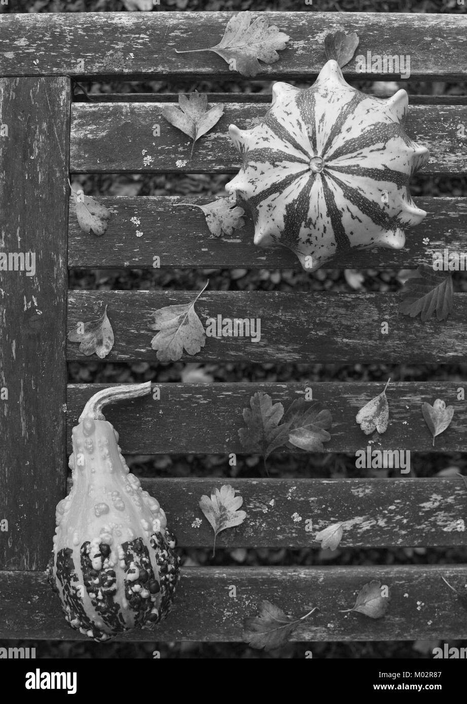 Dornenkrone und birnenförmigem Kürbisse mit herbstlichen Blätter auf einem Verwitterten Holzbank mit Kopie Raum für Schwarzweiß-Verarbeitung Stockfoto