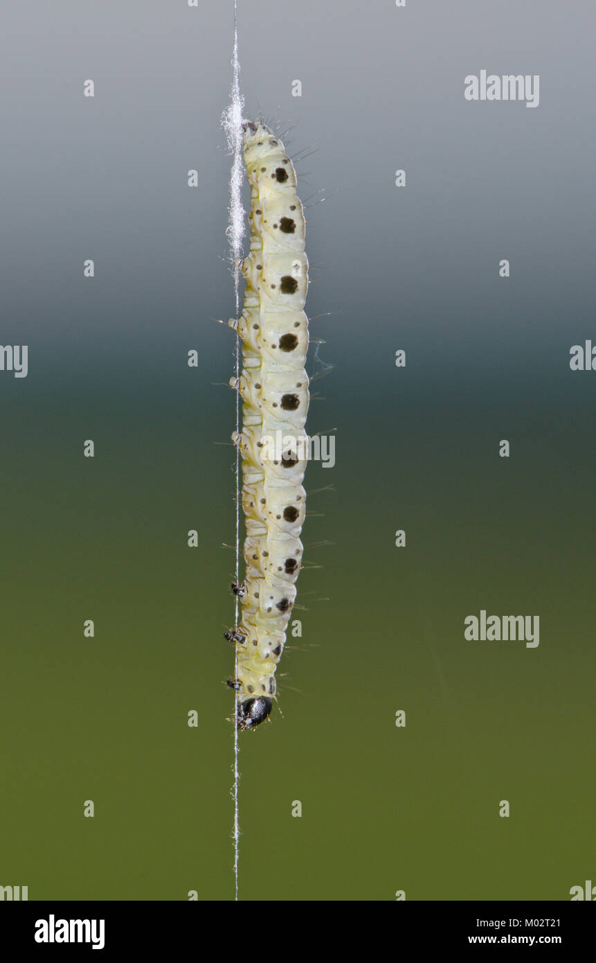 Caterpillar der Spindel Hermelin Motte (Yponomeuta cagnagella) hängen von Seide. Sussex, UK Stockfoto