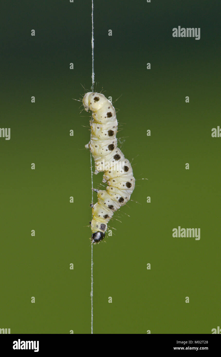 Caterpillar der Spindel Hermelin Motte (Yponomeuta cagnagella) Klettern, seidenen Faden. Sussex, UK Stockfoto