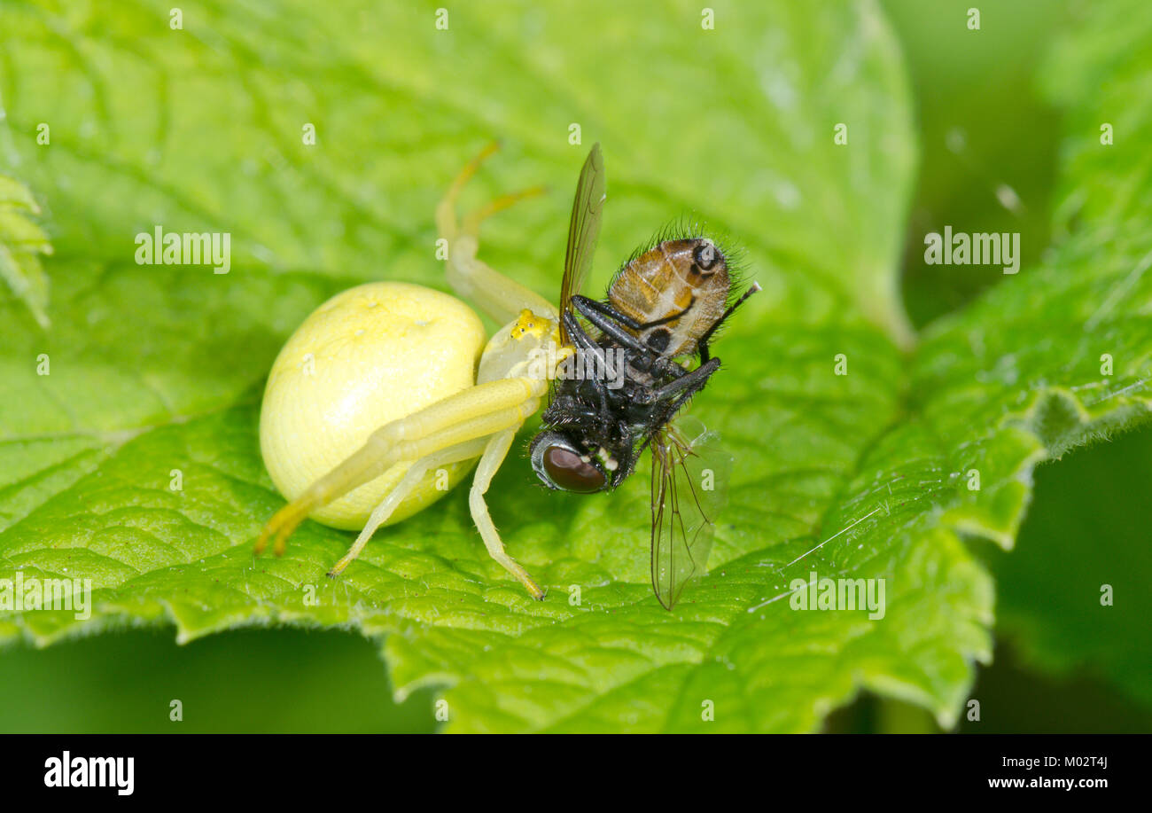 Weibliche Crab Spider (gelbe Form) mit Fliegen (Misumena vatia). Sussex, UK Stockfoto
