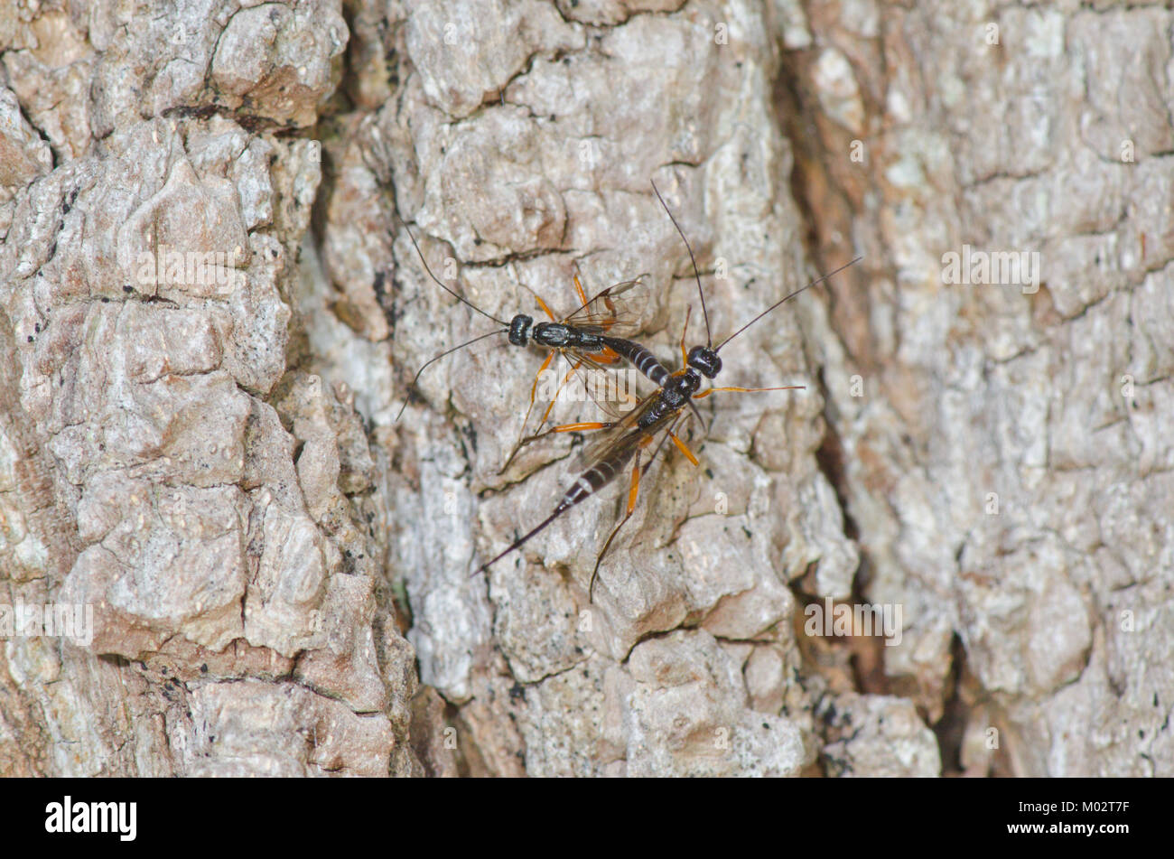 Seltene weibliche Ichneumon Flies (Neoxorides nitens) kämpfen um Territorien 5 von 5. Sussex, UK Stockfoto