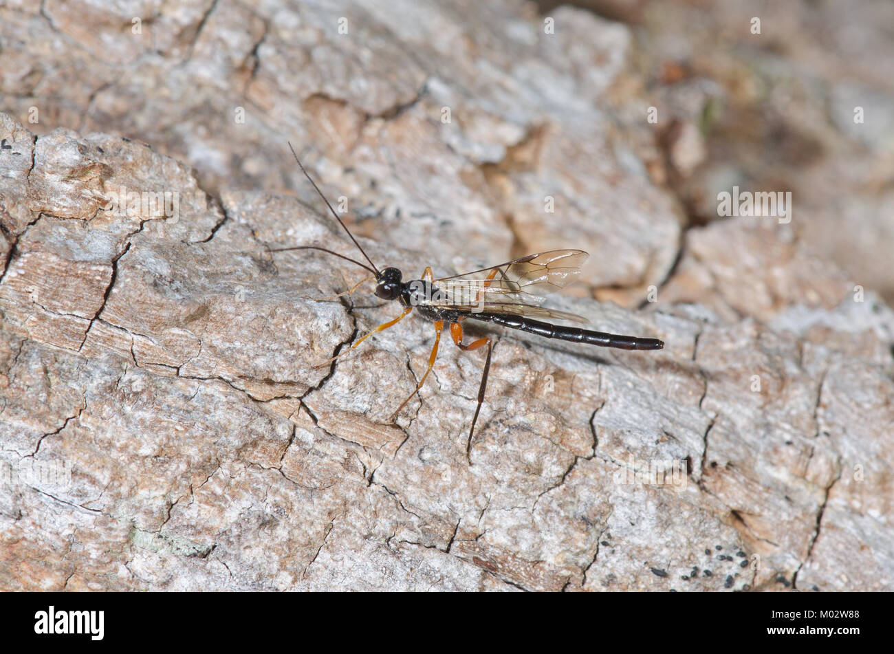 Männlicher Darwin Wasp Neoxorides nitens (Ichneumon) auf toter Eiche. Poemeniinae, Ichneumonidae, Sussex, Großbritannien. Neue Art für Großbritannien. Stockfoto