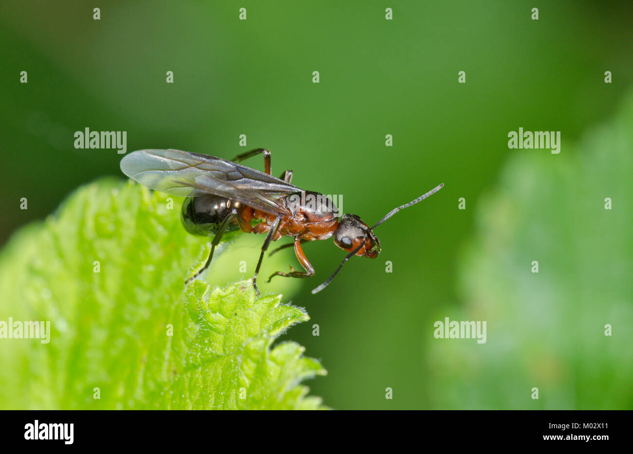Königin der südlichen Waldameise (Formica rufa) über Flug zu nehmen. Sussex, UK Stockfoto
