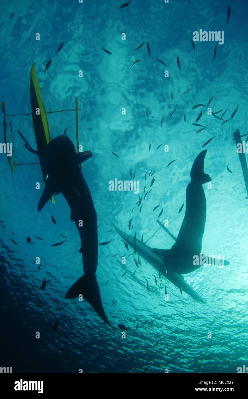 Schwimmen mit einem Walhai Unterwasser Stockfoto