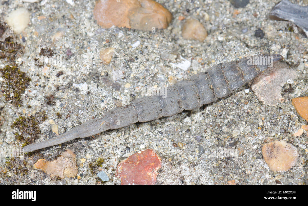 Larven der Gebänderten Allgemeine Soldat Fliegen (Stratiomys potamida) an Land. Sussex, UK Stockfoto