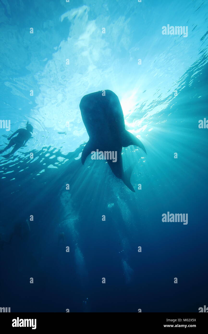 Schwimmen mit einem Walhai Unterwasser Stockfoto
