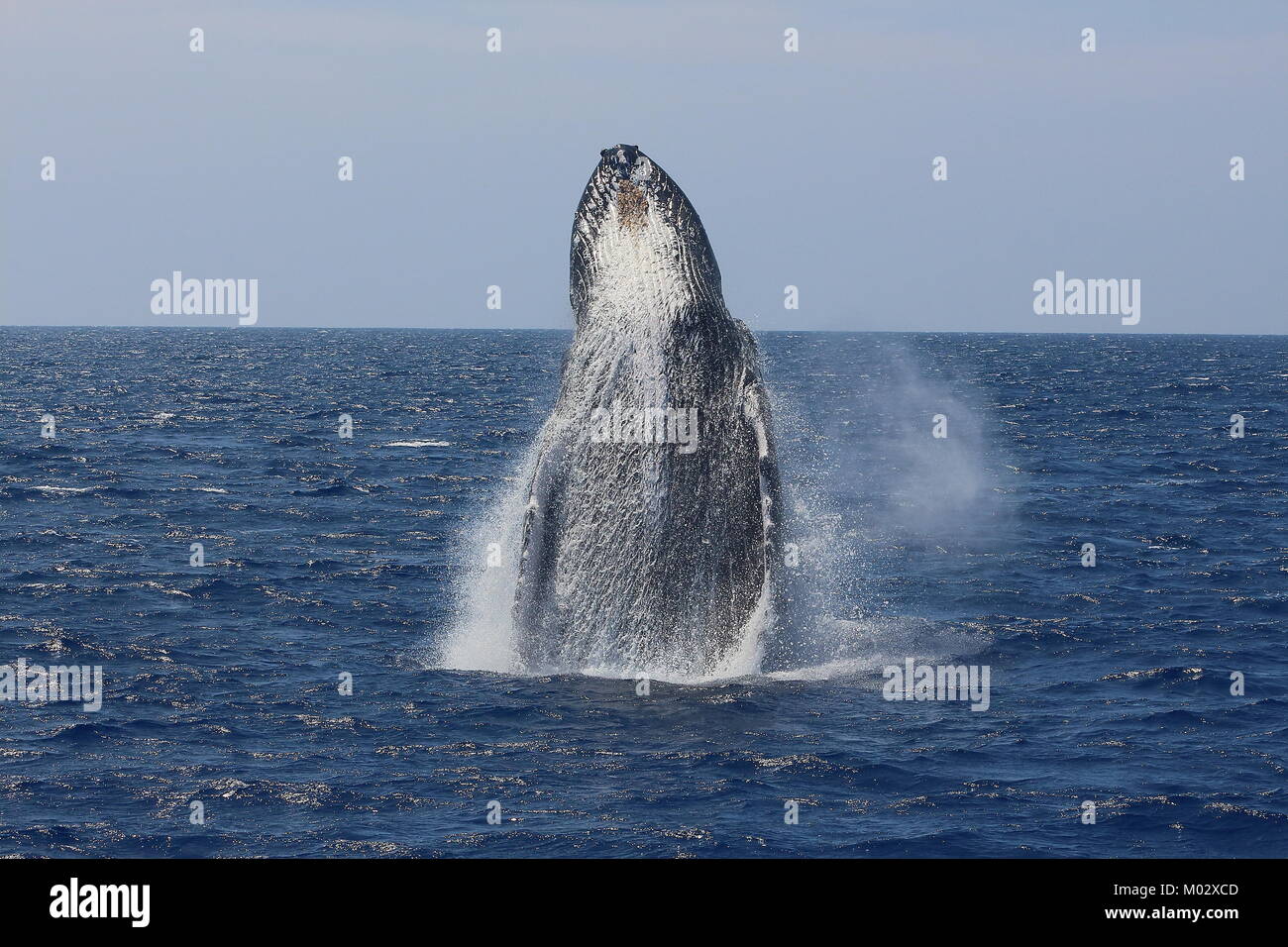 Massive Wal Verletzung Stockfoto