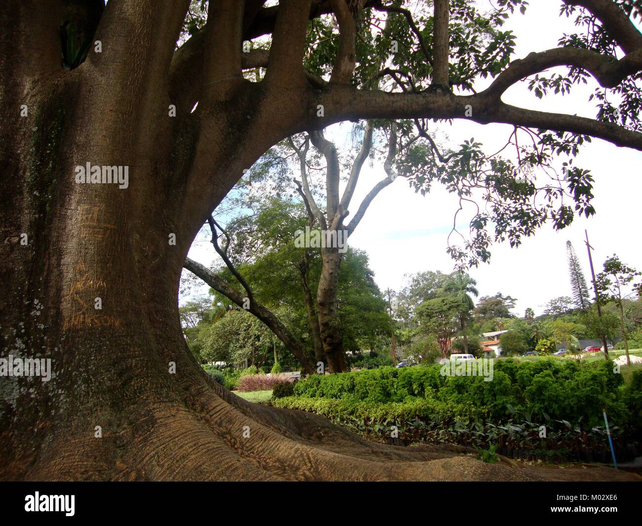 Großen alten Baum sillhouette im Park Stockfoto