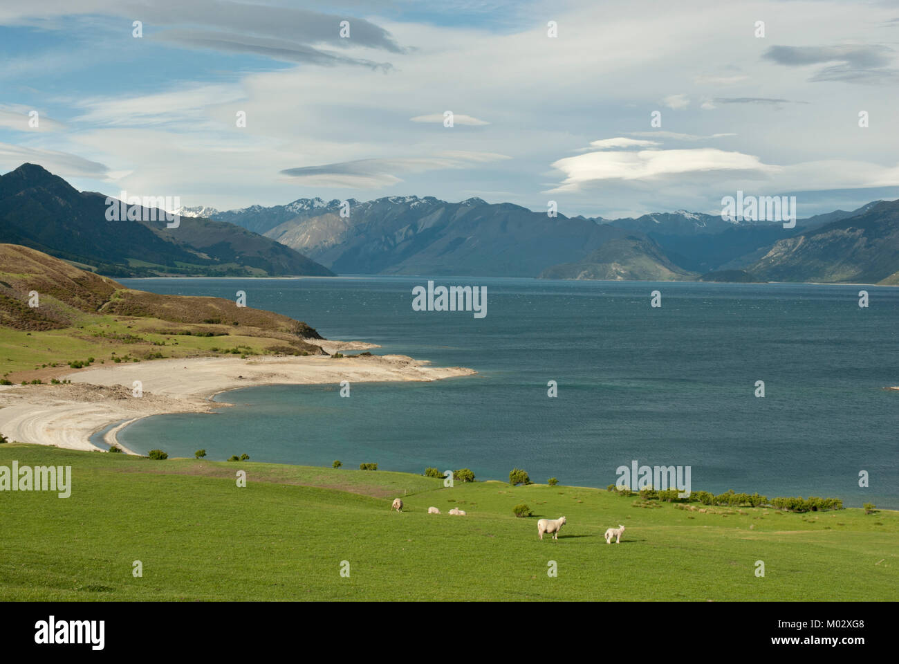 Atemberaubende Aussicht auf Lake Hawea, mit Lämmer im Vordergrund und Blue Lake und mountins hinter sich. Vom State Highway 6, (Straße von Fox Gletscher nach Wanaka) Stockfoto