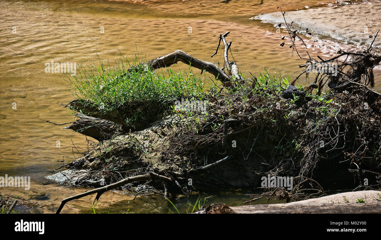 Feder TX USA - Okt. 17, 2017 - Baum in einem Bach nach der Flut im September 2017 gewaschen Stockfoto
