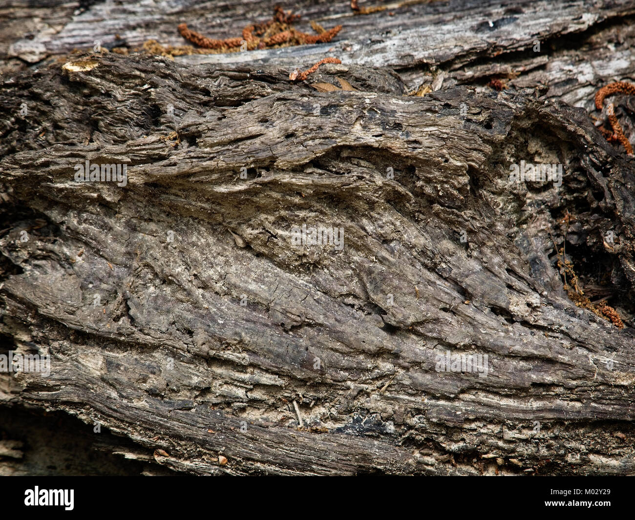 Feder TX USA - 28. März 2017 - Muster in den gefallenen Baum im Wald in den Wäldern TX genommen Stockfoto