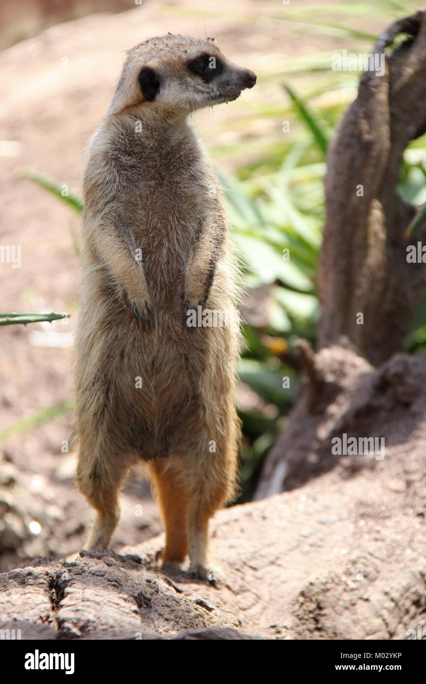 Ein Erdmännchen in einem Zoo in Adelaide (Australien). Stockfoto