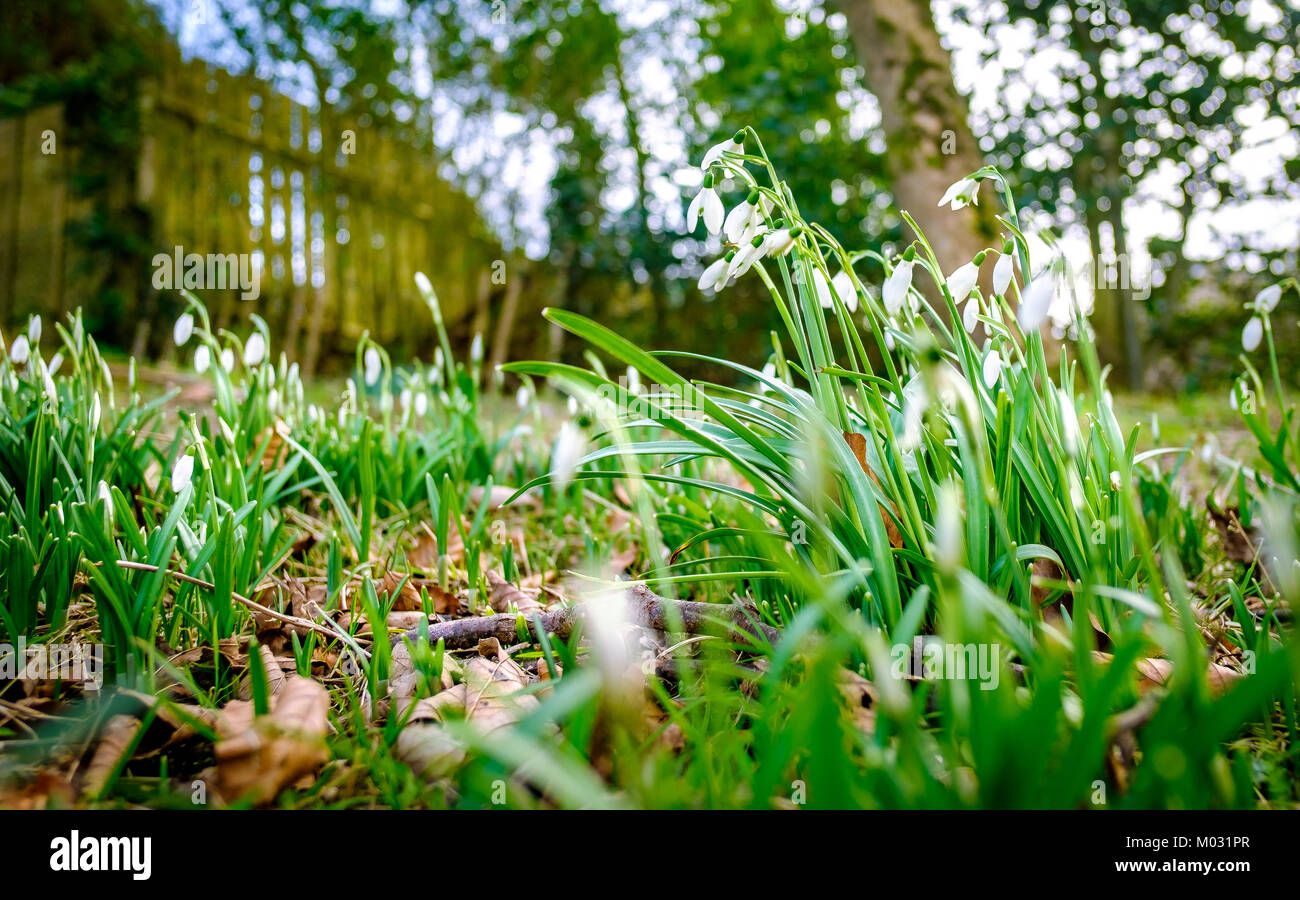 Schneeglöckchen in Parkland spähen durch Anzeichen der Winter zu Ende geht und der Frühling kommt, mit Bäumen in einem verschwommenen Hintergrund Stockfoto